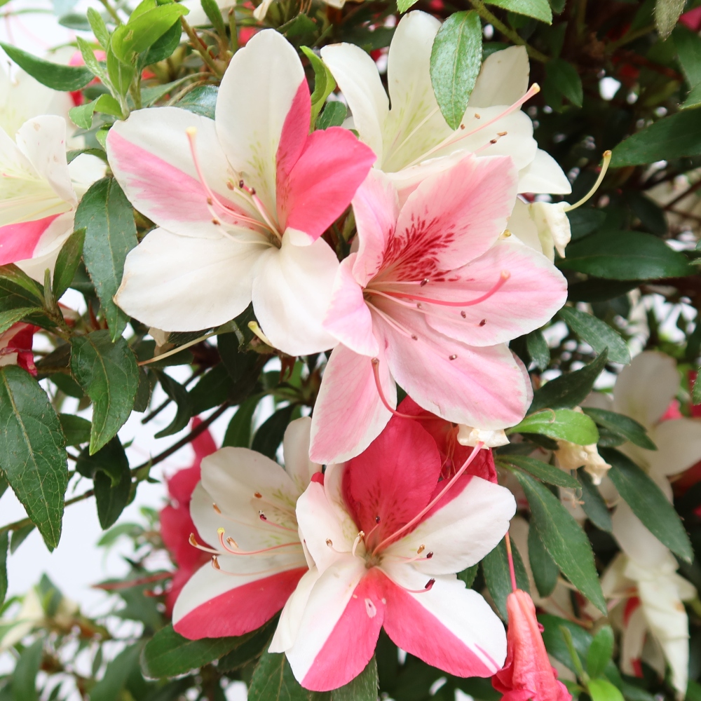 Bonsai voor buiten - Japanse azalea - Azalea satsuki