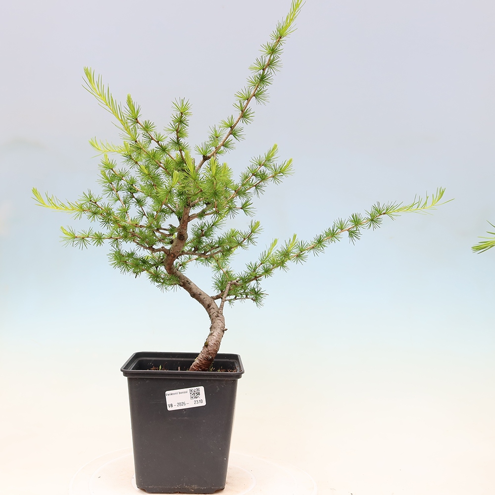 Bonsai voor buiten -Larix decidua - Lariks