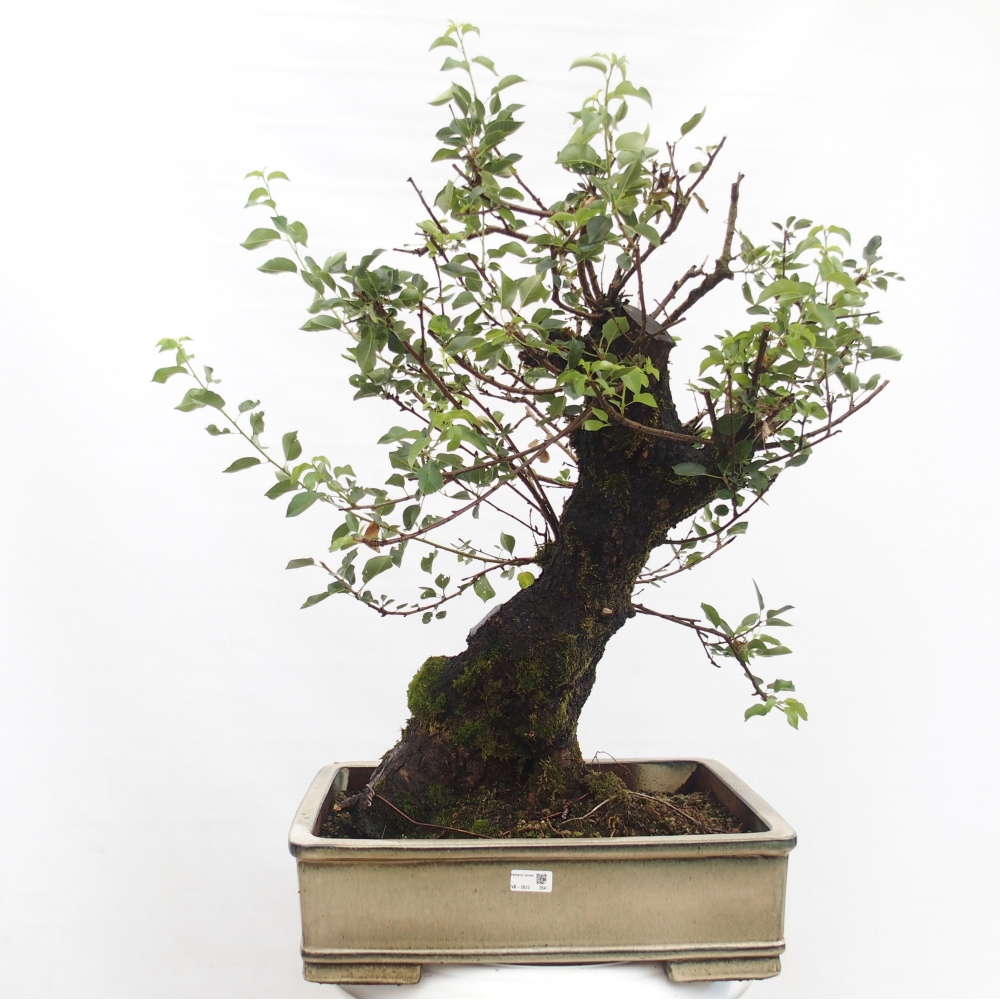 Bonsai voor buiten - Mahalebka - Prunus mahaleb