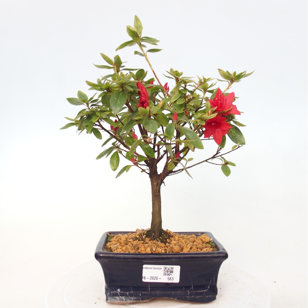 Bonsai voor buiten - Japanse azalea - Azalea sp.
