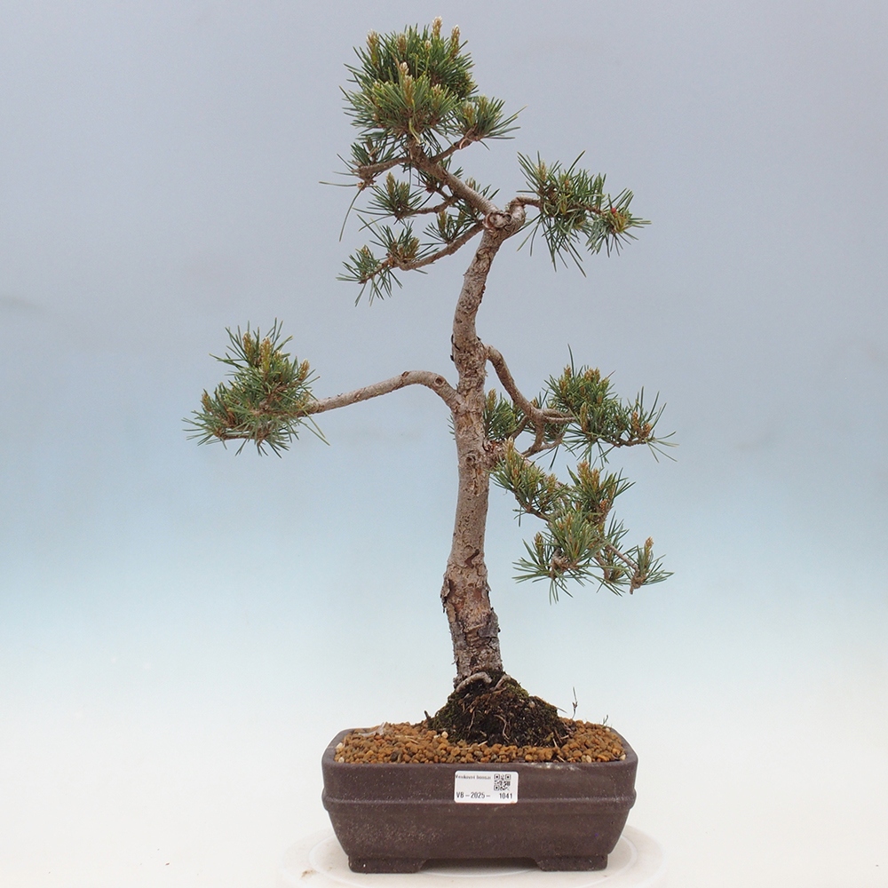 Bonsai voor buiten - Pinus Sylvestris Watererri - grove den