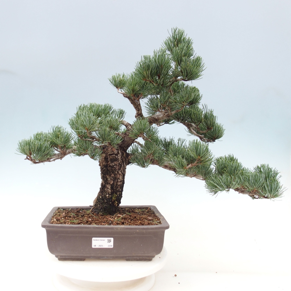 Bonsai voor buiten - Pinus parviflora - Pinus parviflora