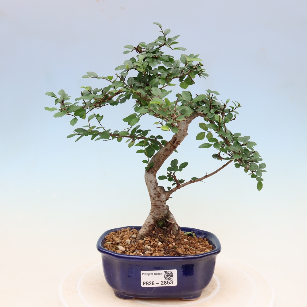 Kamerbonsai - Ulmus parvifolia - Winteriep