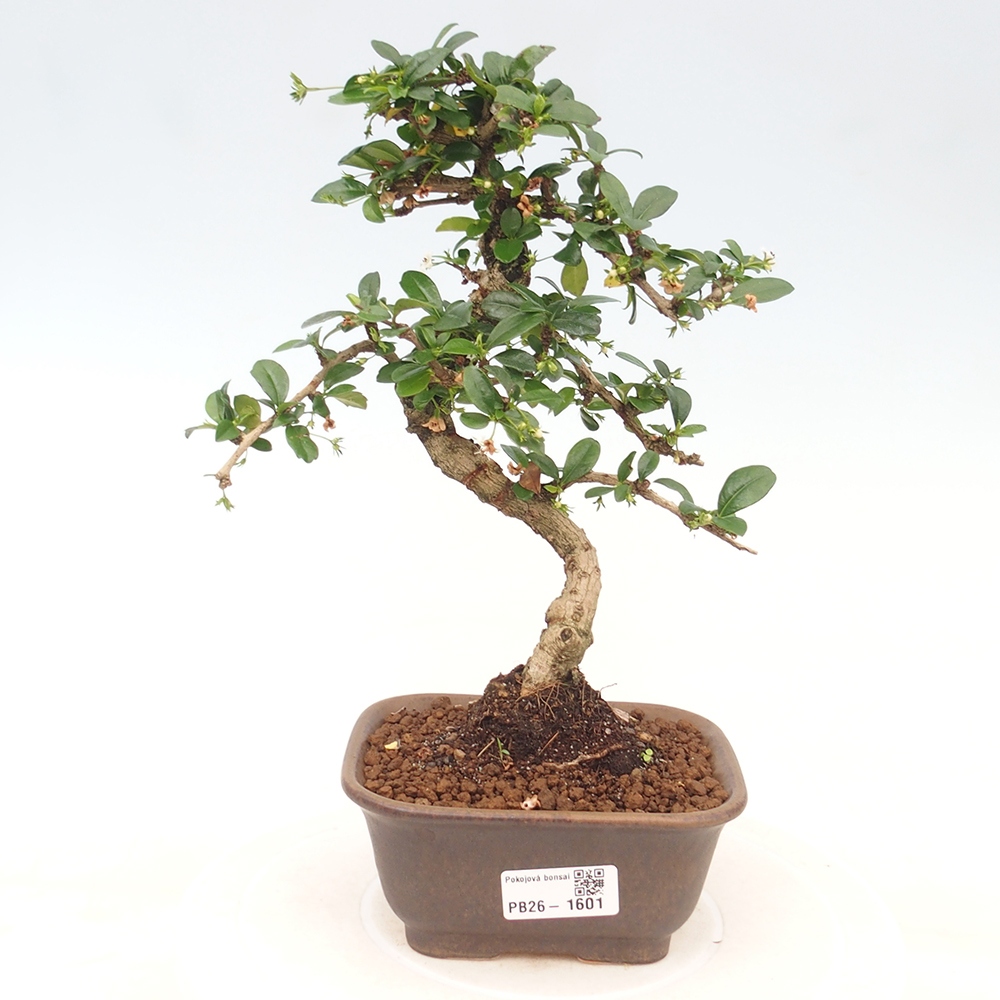 Kamerbonsai - Carmona macrophylla - Thee fuki