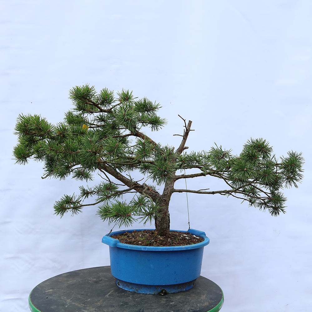 Pinus sylvestris Spanje - grove den