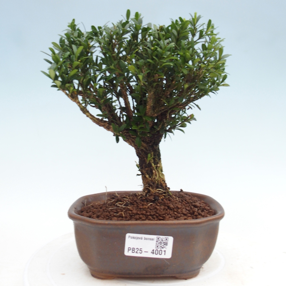 Kamerbonsai - Buxus harlandii - kurk buxus