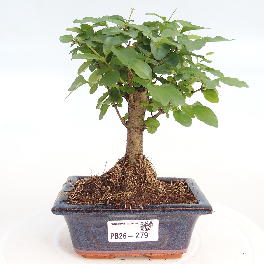 Kamerbonsai -Ligustrum chinensis - Vogelsnavel