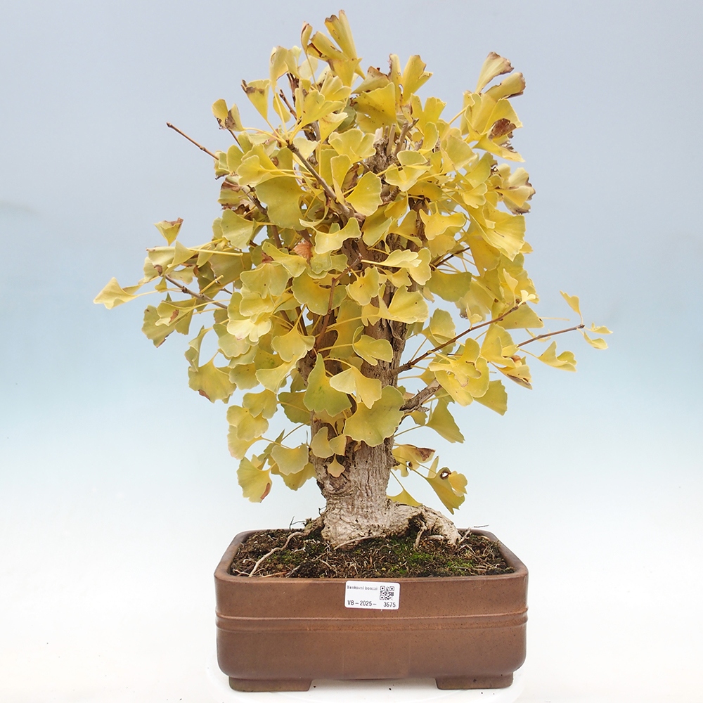 Bonsai voor buiten - Ginkgo biloba