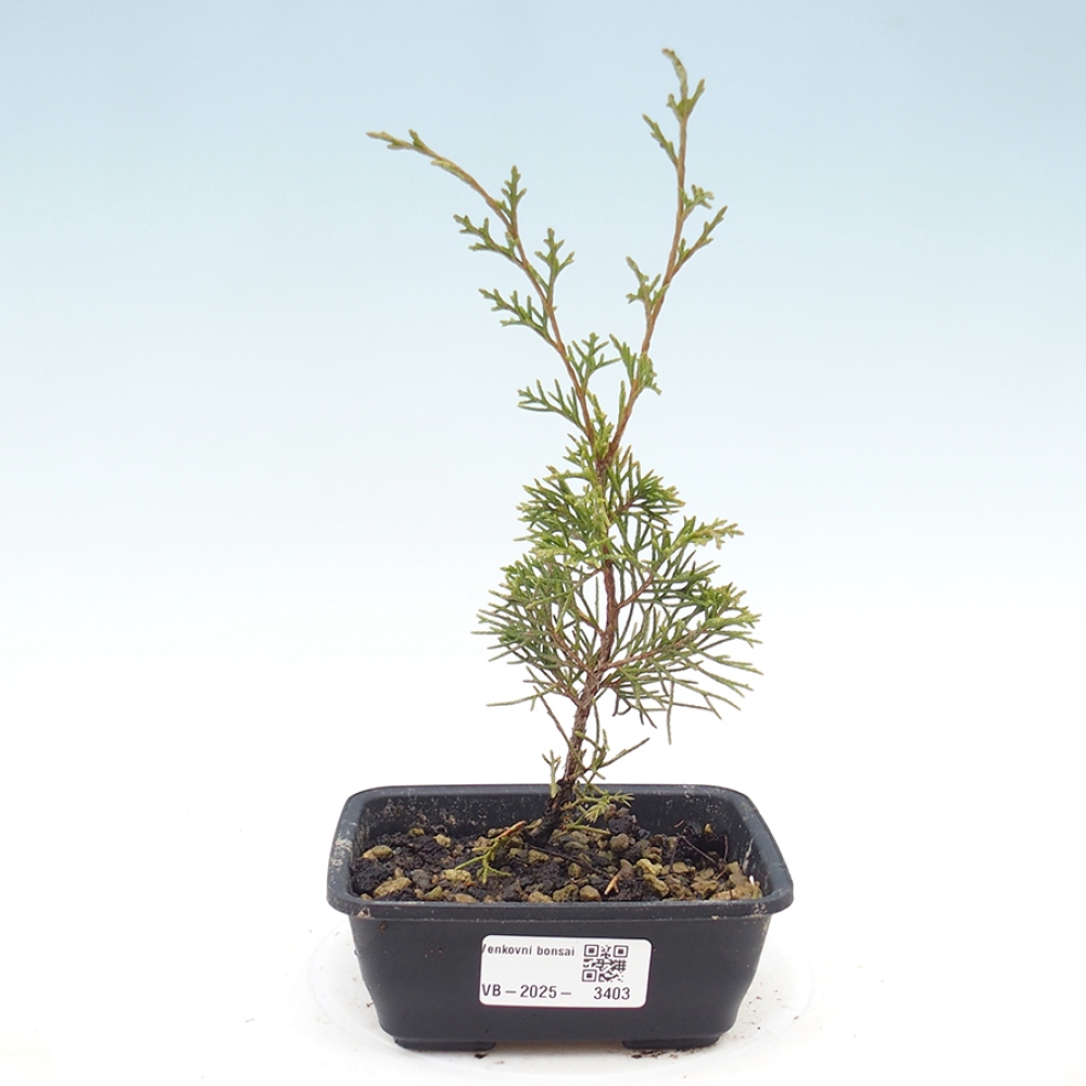 Bonsai voor buiten - Juniperus chinensis Itoigawa