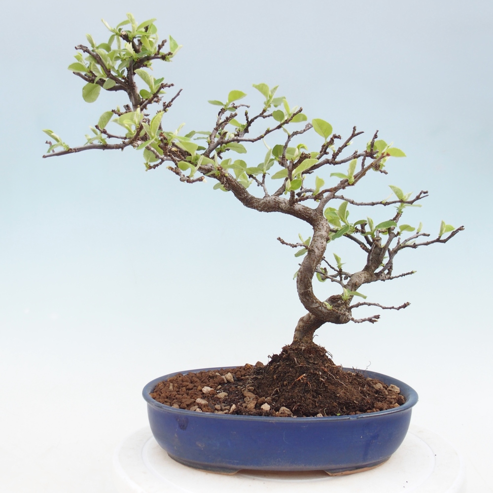Bonsai voor buiten - Chaneomeles chinensis