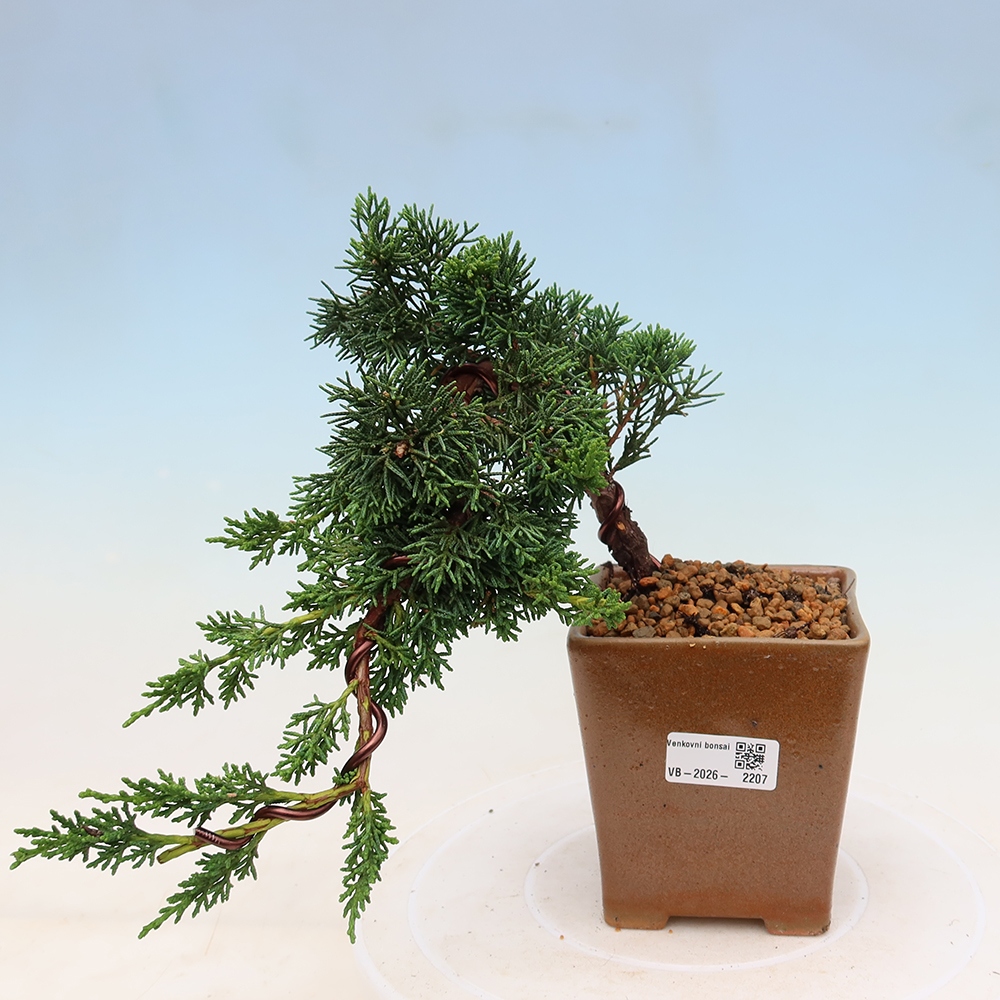 Bonsai voor buiten - Juniperus chinensis Kishu