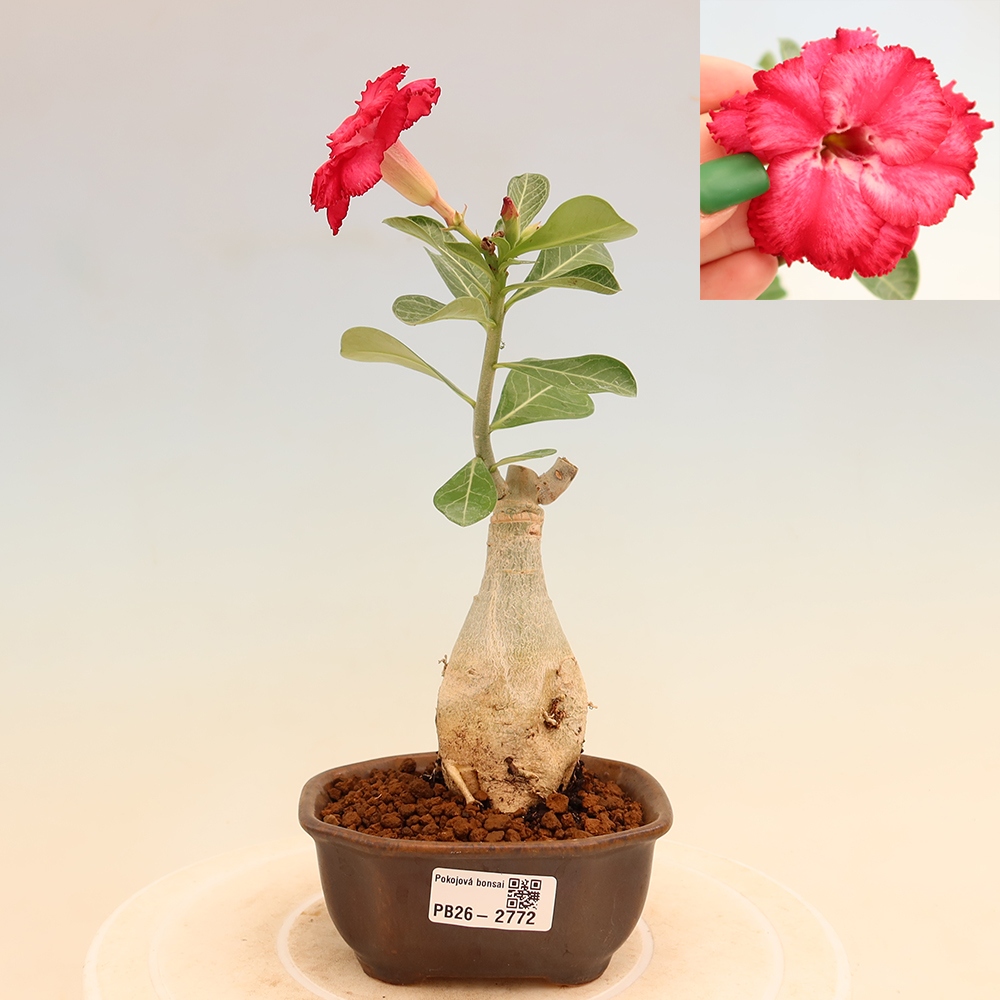Kamerbonsai - Adenium obesum, geënt V.F.S.326  - Woestijnroos