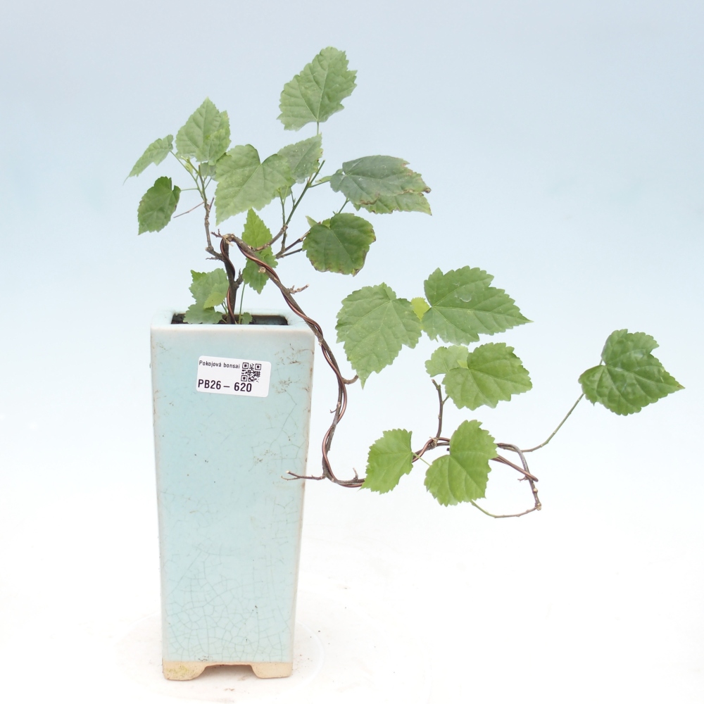 Bonsai voor binnen - Abutilon Big Bell - Cloudberry