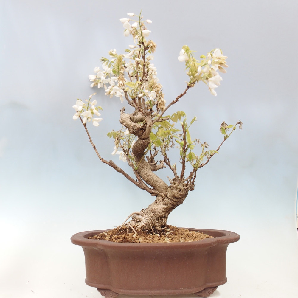 Bonsai voor buiten - Vistaria - Wisteria