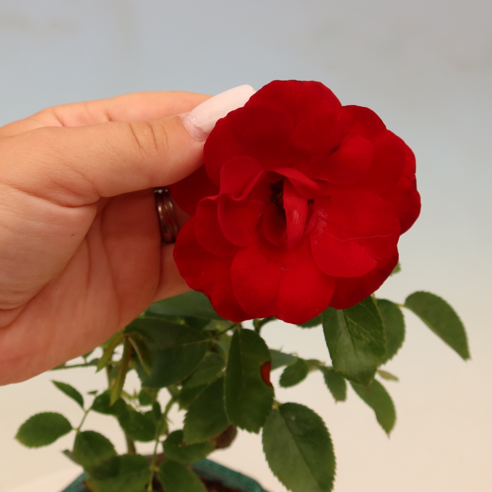 Bonsai voor buiten - Rosa Kordes - roos