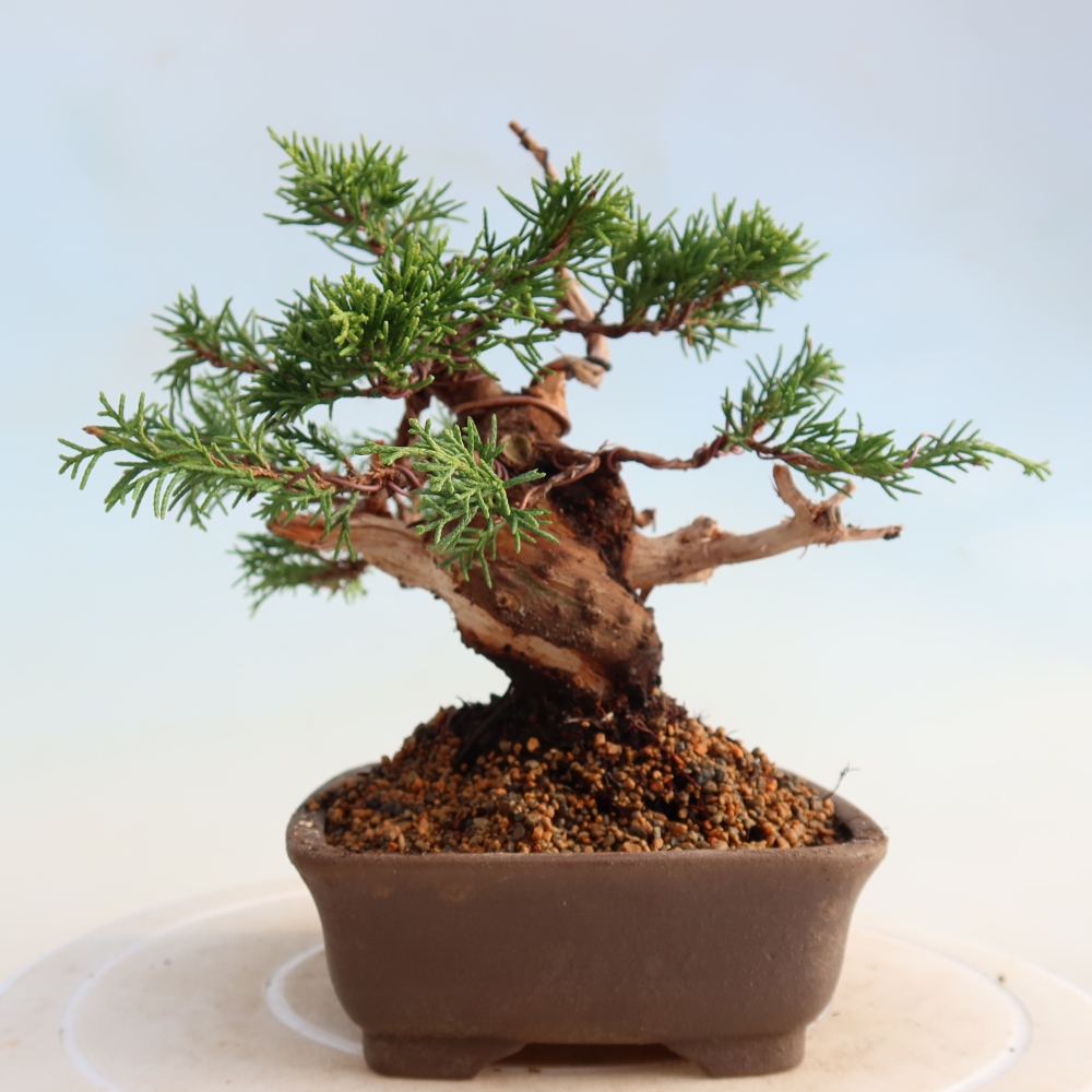 Bonsai voor buiten - Juniperus chinensis Itoigawa