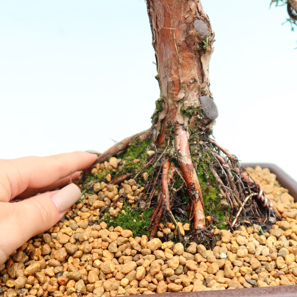 Bonsai voor buiten - Juniperus chinensis Kishu