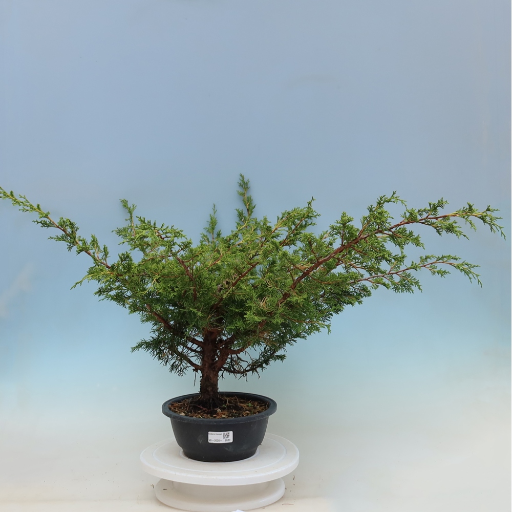 Bonsai voor buiten - Juniperus chinensis Itoigawa