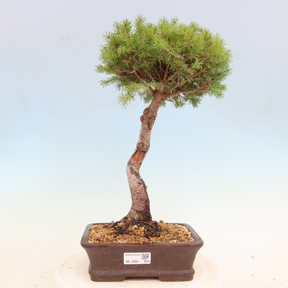 Bonsai voor buiten - Gewone spar - Picea glauca bol