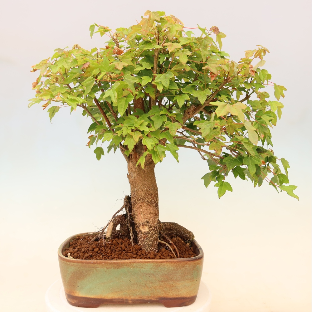 Bonsai voor buiten - Esdoorn Burger - Acer Burgerianum