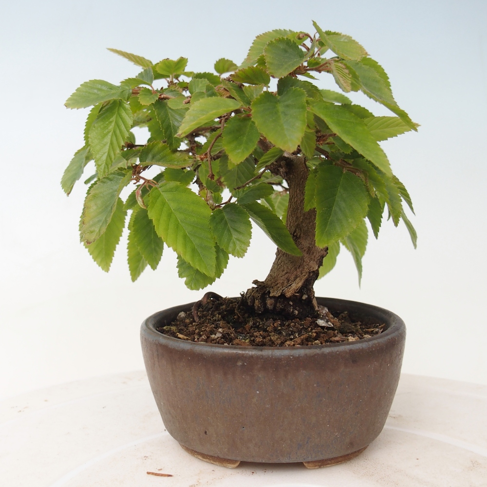 Bonsai voor buiten -Carpinus CARPINOIDES - Koreaanse haagbeuk