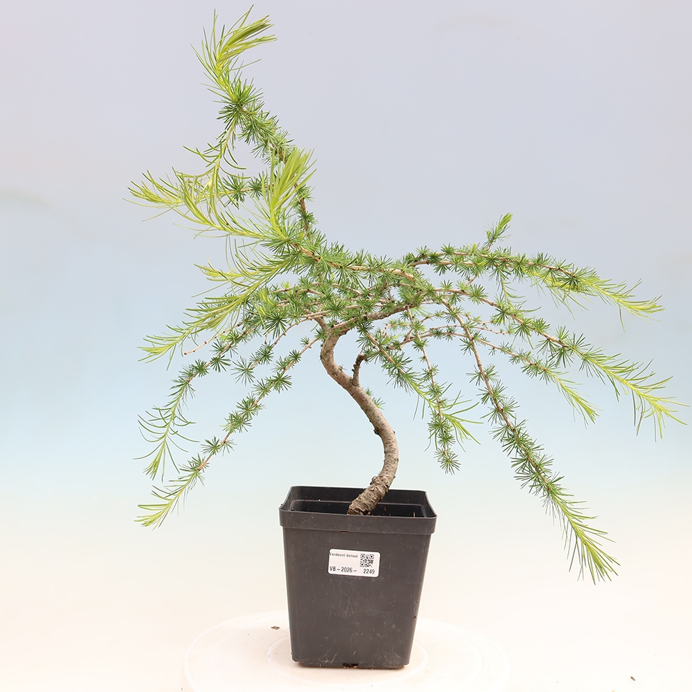 Bonsai voor buiten -Larix decidua - Lariks