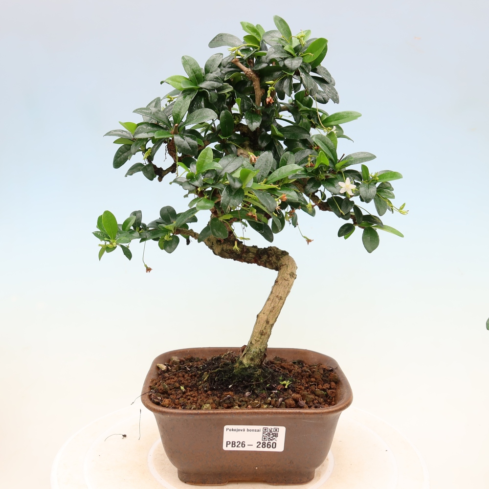 Kamerbonsai - Carmona macrophylla - Thee fuki