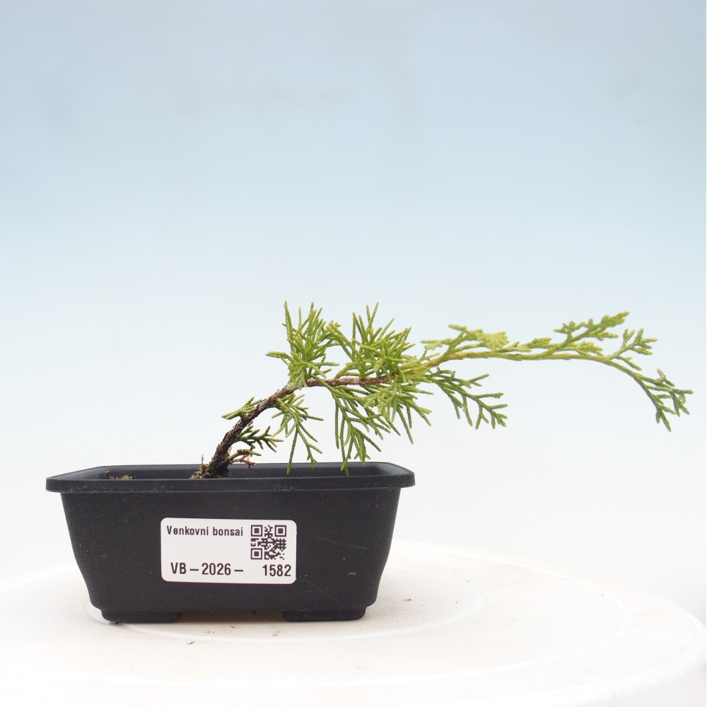 Bonsai voor buiten - Juniperus chinensis Itoigawa