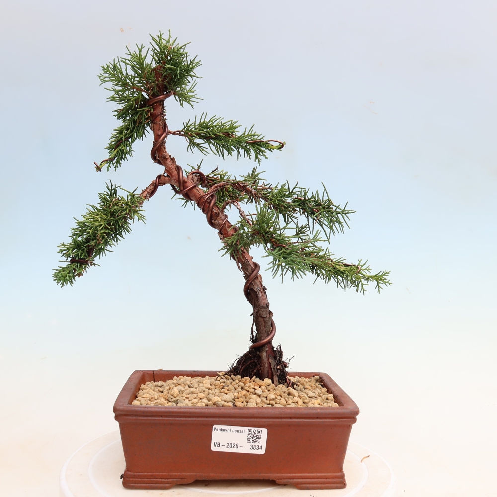 Bonsai voor buiten - Juniperus chinensis Kishu