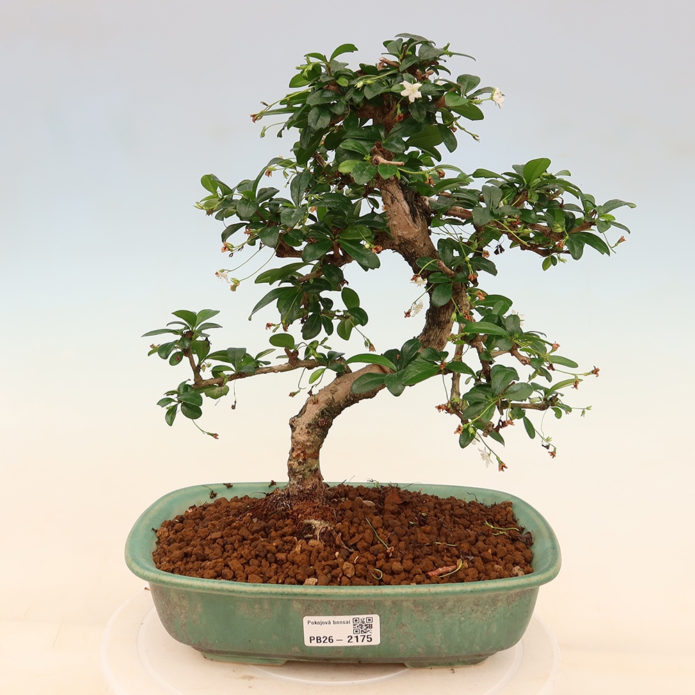Kamerbonsai - Carmona macrophylla - Thee fuki