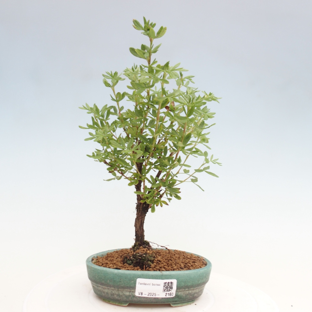 Bonsai voor buiten - Potentila fruticosa gele vogel
