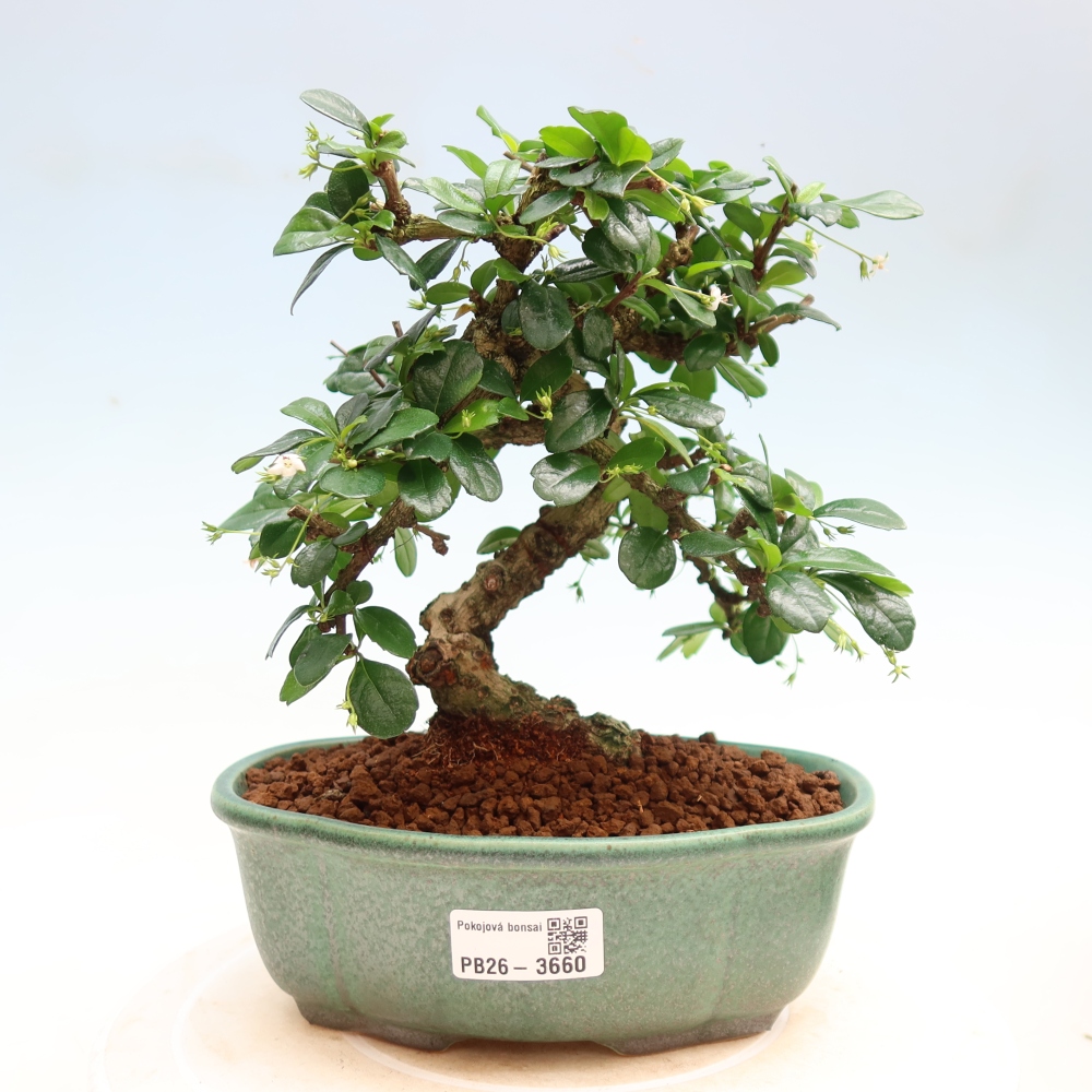 Kamerbonsai - Carmona macrophylla - Thee fuki