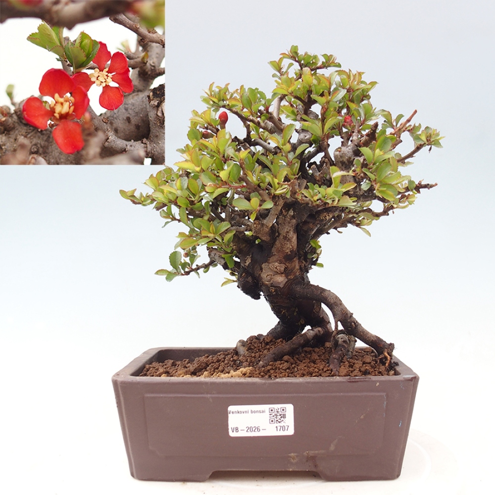 Bonsai voor buiten - Chaneomeles speciosa - Kweepeer
