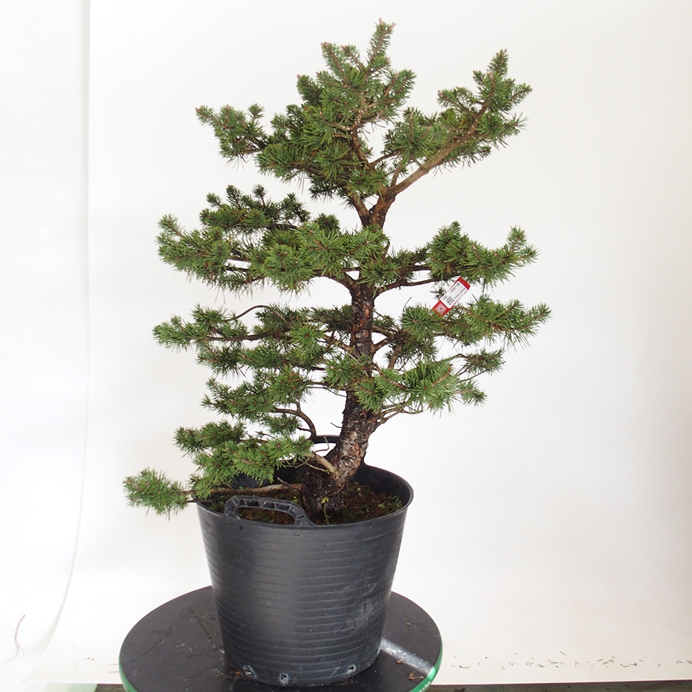 Yamadori - Pinus sylvestris Spanje