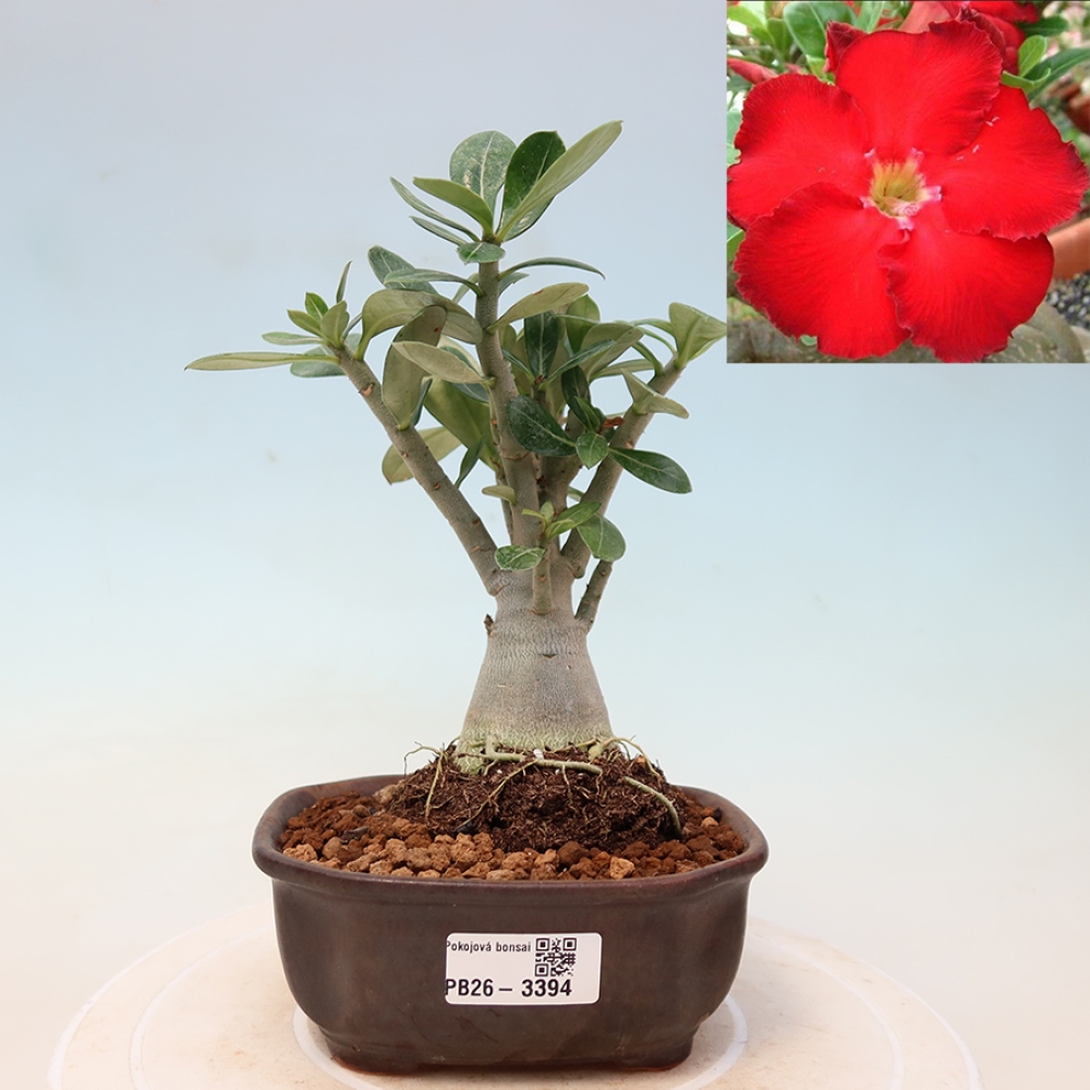 Kamerbonsai - Adenium obesum Red Star - Woestijnroos