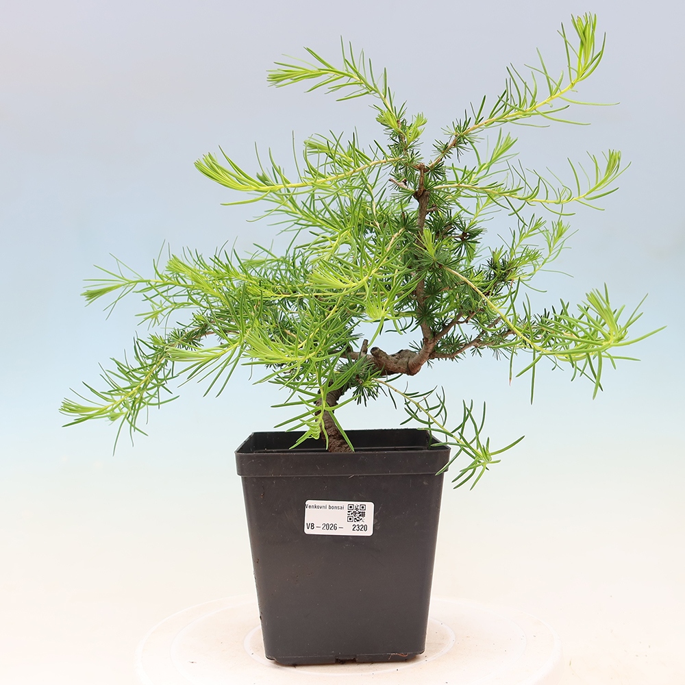 Bonsai voor buiten -Larix decidua - Lariks
