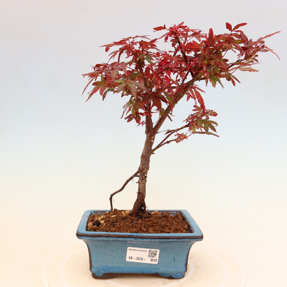 Buitenbonsai - Palmbladige esdoorn  - Acer palmatum Berry Broom 