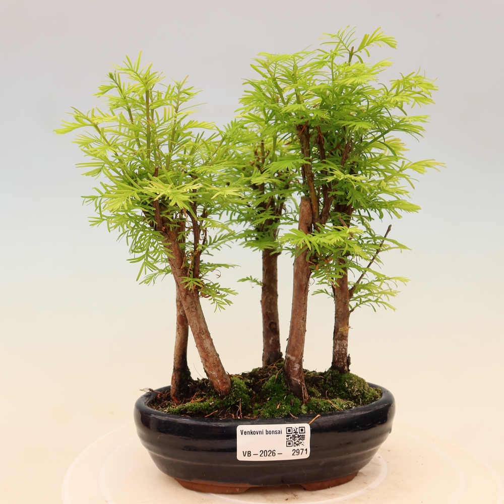 Buitenbonsai - Metasequoia glyptostroboides - Chinese metasequoia - bosje