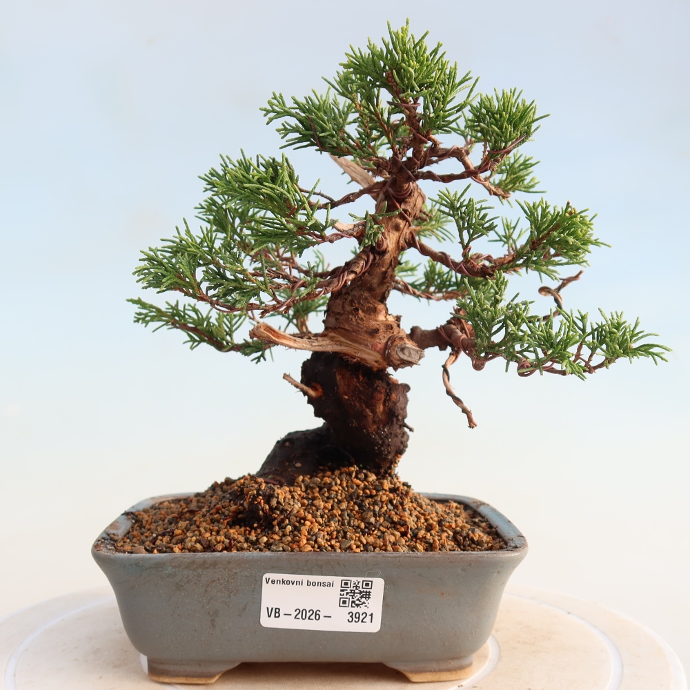 Bonsai voor buiten - Juniperus chinensis Itoigawa