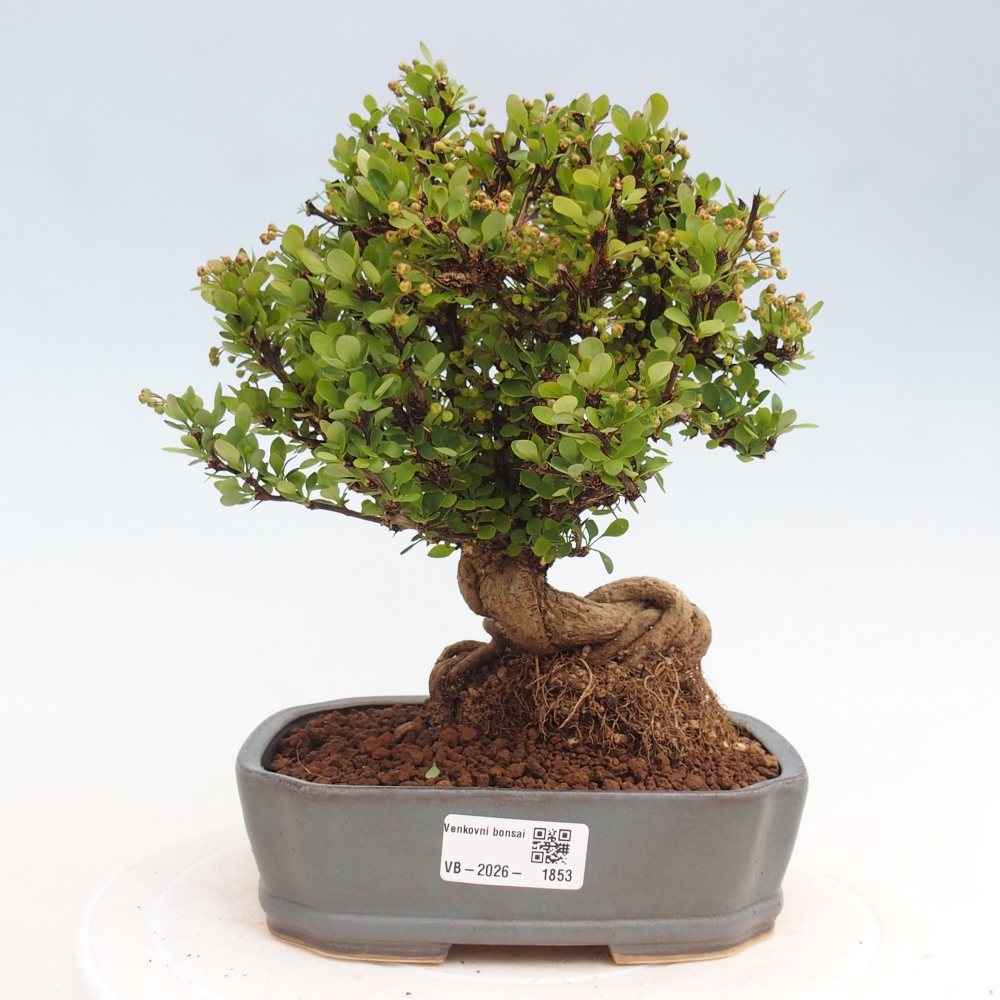 Bonsai voor buiten - Berberis coreana