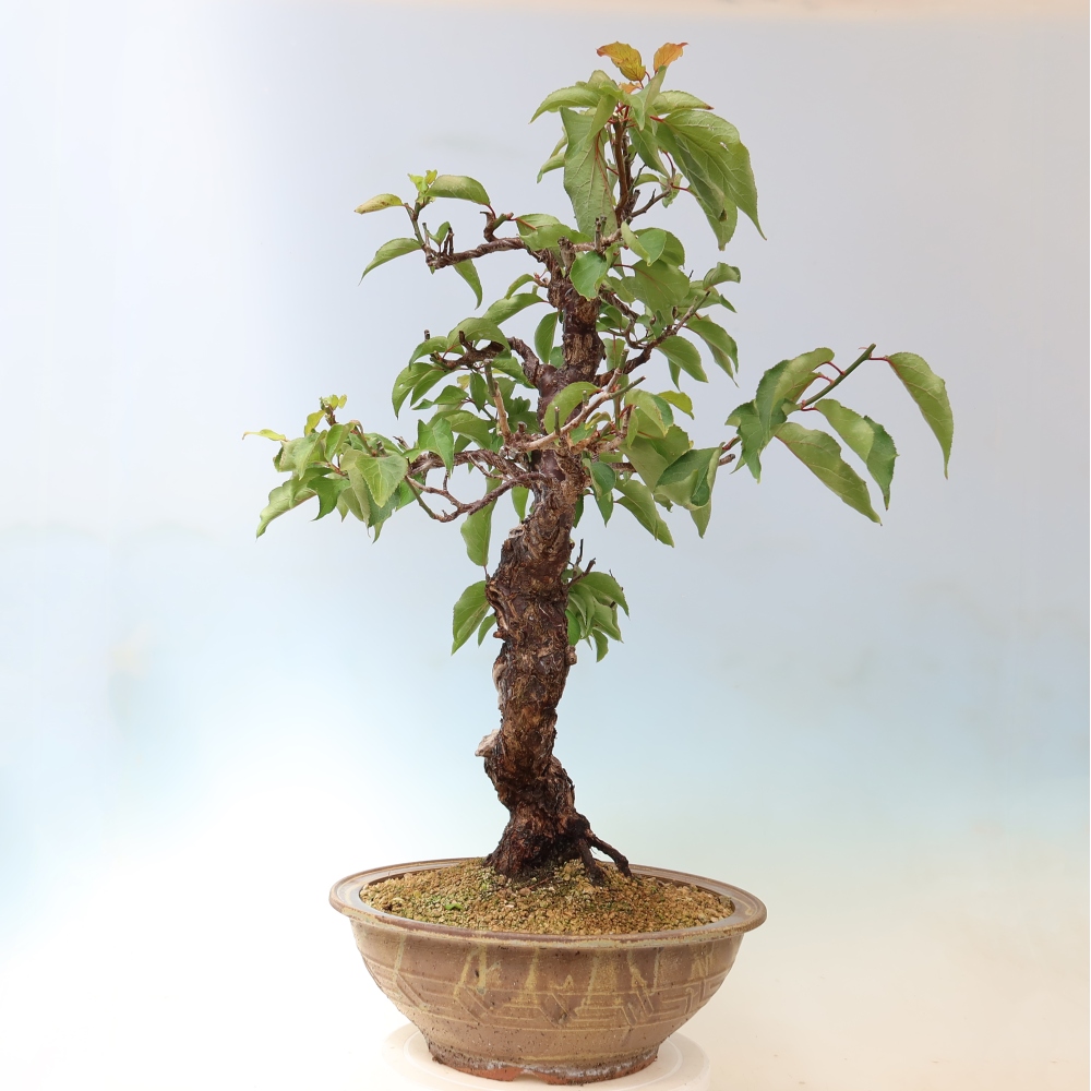 Bonsai voor buiten – Japanse abrikoos – Prunus Mume