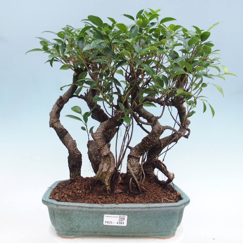 Kamerbonsai - Ficus kimmen - kleinbladige ficus