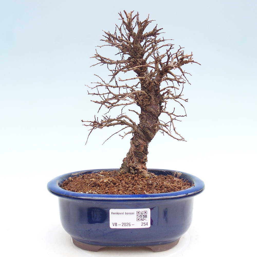 Bonsai voor buiten - Zelkova - Zelkova NIRE