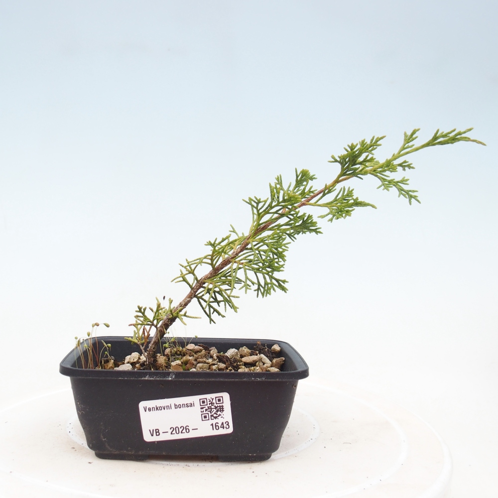 Bonsai voor buiten - Juniperus chinensis Itoigawa