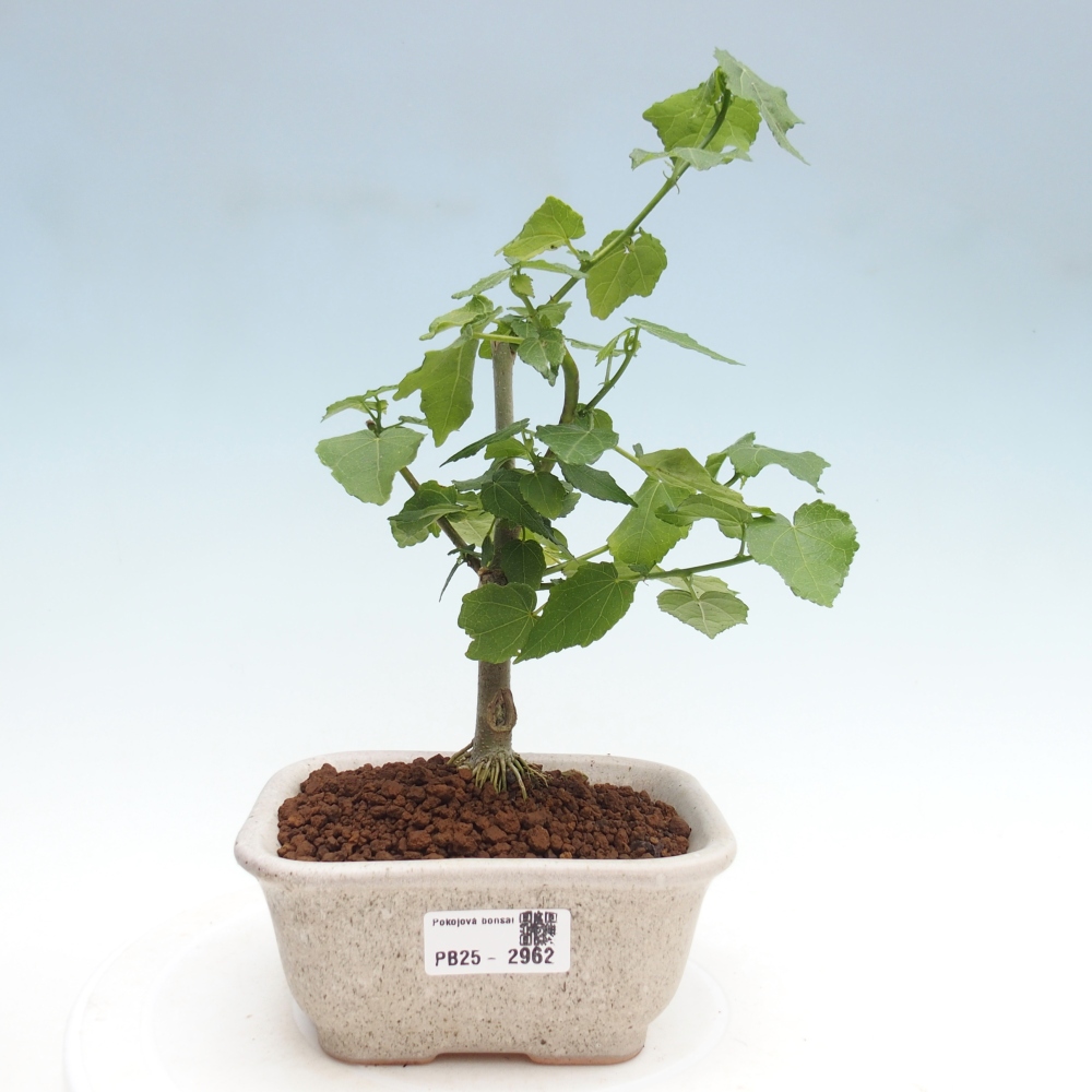 Bonsai voor binnen - Malvaviscus arboreus