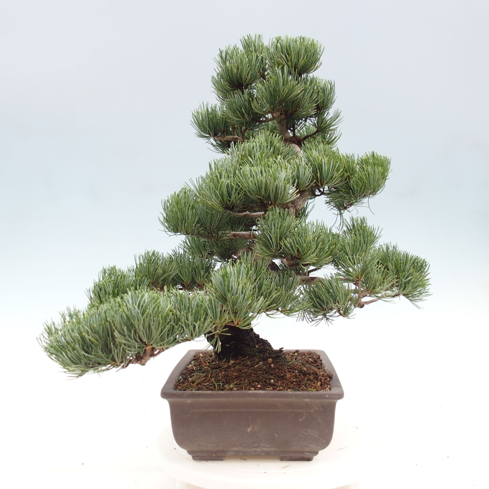 Bonsai voor buiten - Pinus parviflora - Pinus parviflora