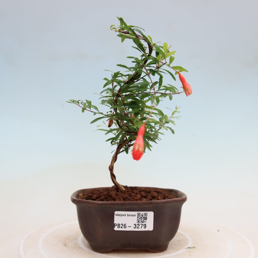 Kamerbonsai-PUNICA granatum nana-Granaatappel