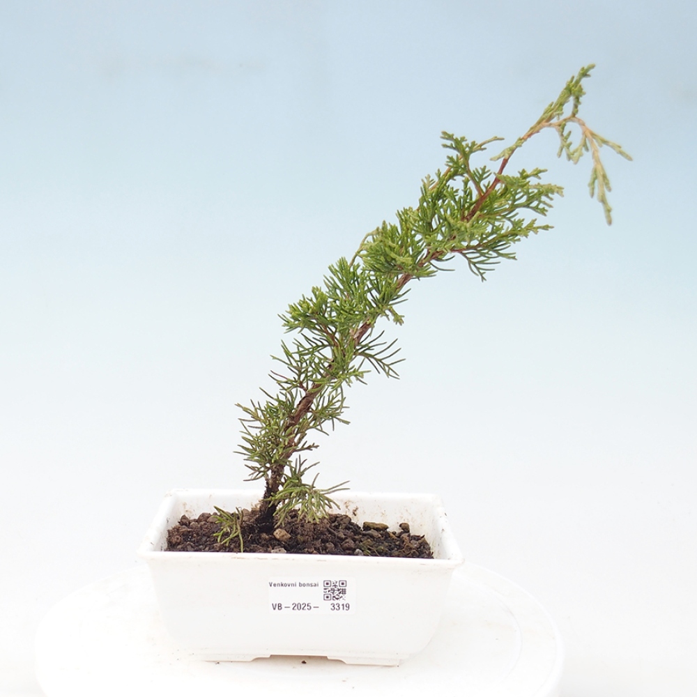 Bonsai voor buiten - Juniperus chinensis Itoigawa