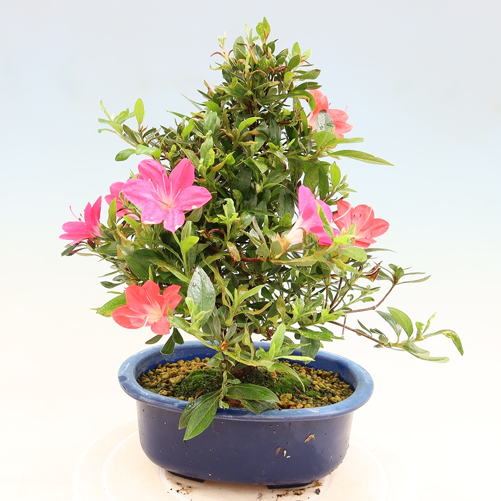 Bonsai voor buiten - Japanse Azalea - Azalea Beniko