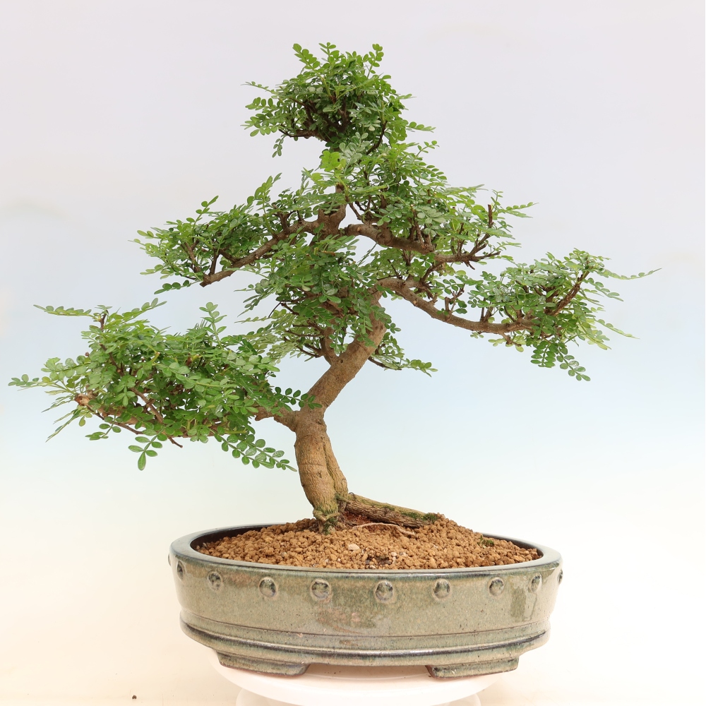 Kamerbonsai - Zantoxylum piperitum - peperboom